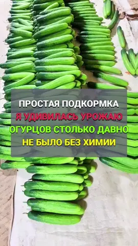 Простая подкормка, но я удивилась урожаю огурцов столько давно не было без химии #сад #огород #дача #огурцы 
