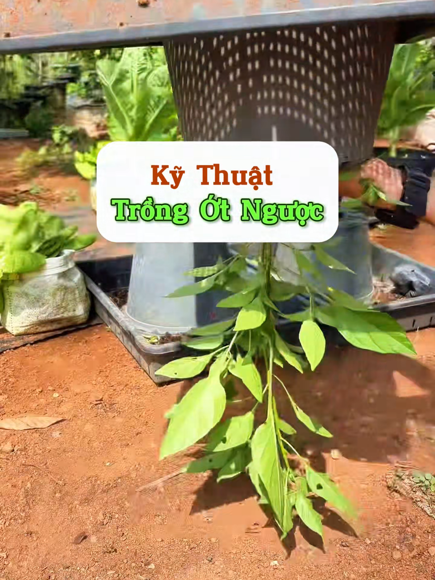 Kỹ thuật trồng ớt ngược độc đáo, nông phố đã thử chưa ? #vuonsanthuong #trongrausachtainha #meohay #sfarm