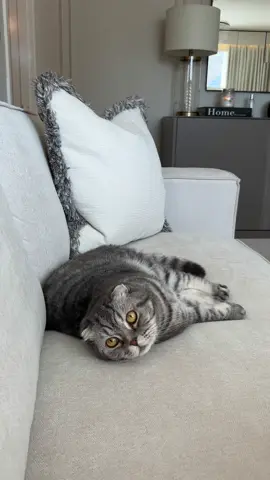 My cats deserve the best and yours do too 🐾💛 Switched to fresh, real meat food from @KatKin.Club and I’ve never seen them eat so happily. Use code CLARISSA50 for 50% off your first trial box - 🔗 in bio!  #cattok #ukcatfood #freshcatfood #catnutrition ad