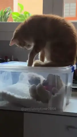 Cat's mom's love #catlove #catmom #catlover #fypage #lovecats #catsoftiktok #kitten 