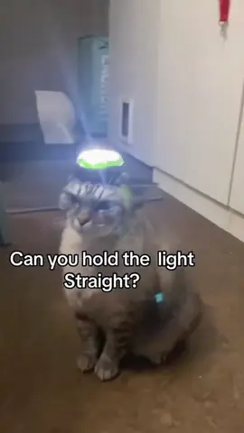Cats are good helpers for humans! #funnycat #Benefitsofraisingcats#Pethealing#Catdailylife#Raisingcatsisreallygood #funny #cutecats #fypシ #interesting #funnypets #funnyvideos #foryou #pets #petfunny #petvideos #funnyanimals #viral 