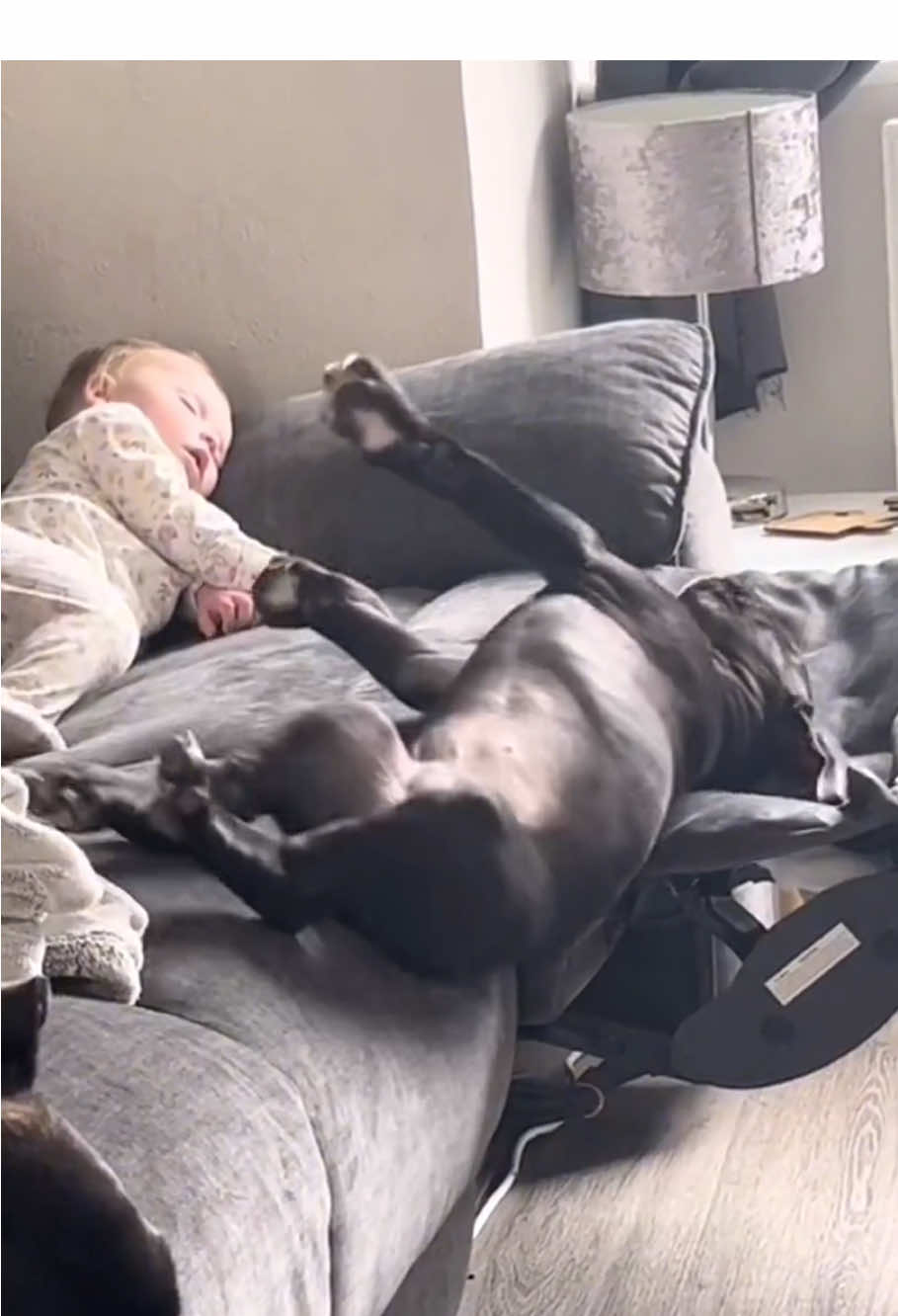 Dogs sleep with babies 🥰🥰#dog #baby #Love #pet #bestfriend #cute #lovestory #dogsoftiktok #foryou #usa🇺🇸 