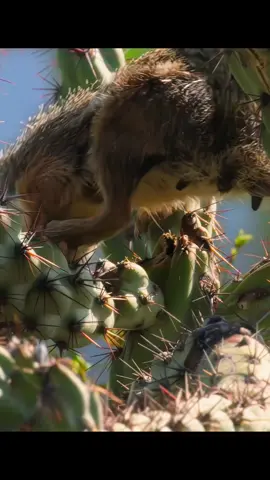 #animalworld #tiktok #Animal 