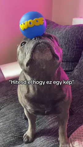 Expert a kis fiu  #fyp #foryou #nekedbelegyen #neked #frenchbulldog #frenchiesoftiktok #puppiesoftiktok #foryoupage #frenchie #letthemthinkitsapicture 