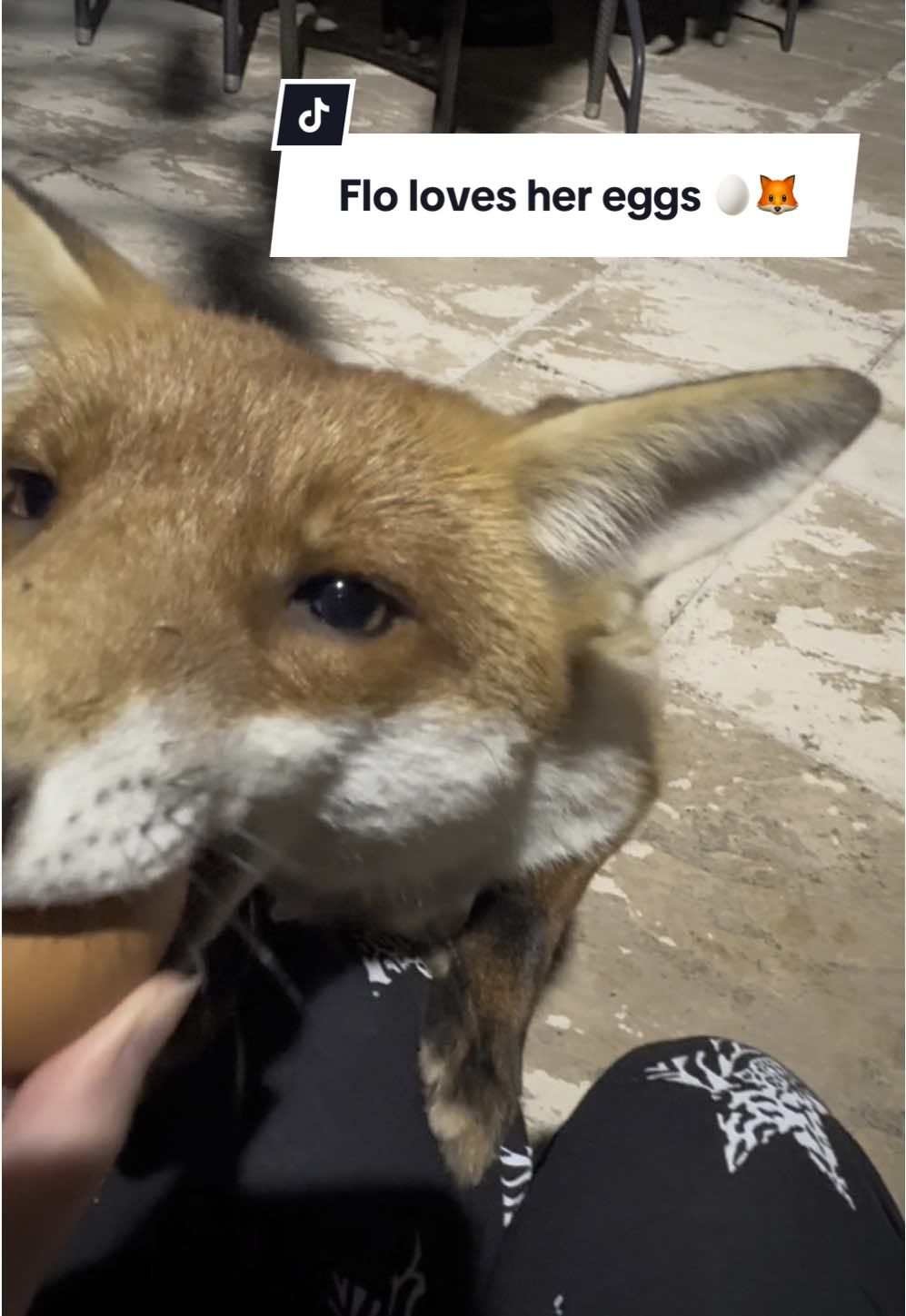 🦊🥚🩷🥺#theadventuresoftinyflo #wildlife #follow #FYP #funnyanimals #FYP #foruyou #wildlifevideos #xyzabc #cute #cuteanimals #helpinganimals #wildanimals #wildanimal #dinnertime #wildfox #redfox #fox #foxy #tinyflo #animalfeeding #foxes #foxesoftiktok 