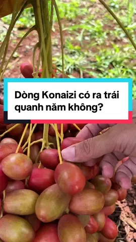 Chà là Konaizi đỏ có ra trái quanh năm không? #giống #caygiong #chala #cây_chà_là #chàlàtrungđông #chà_là_mô #chà_là_đỏ #chàlàtháitươi #vườn_ươm_khai_nguyên #chà_là
