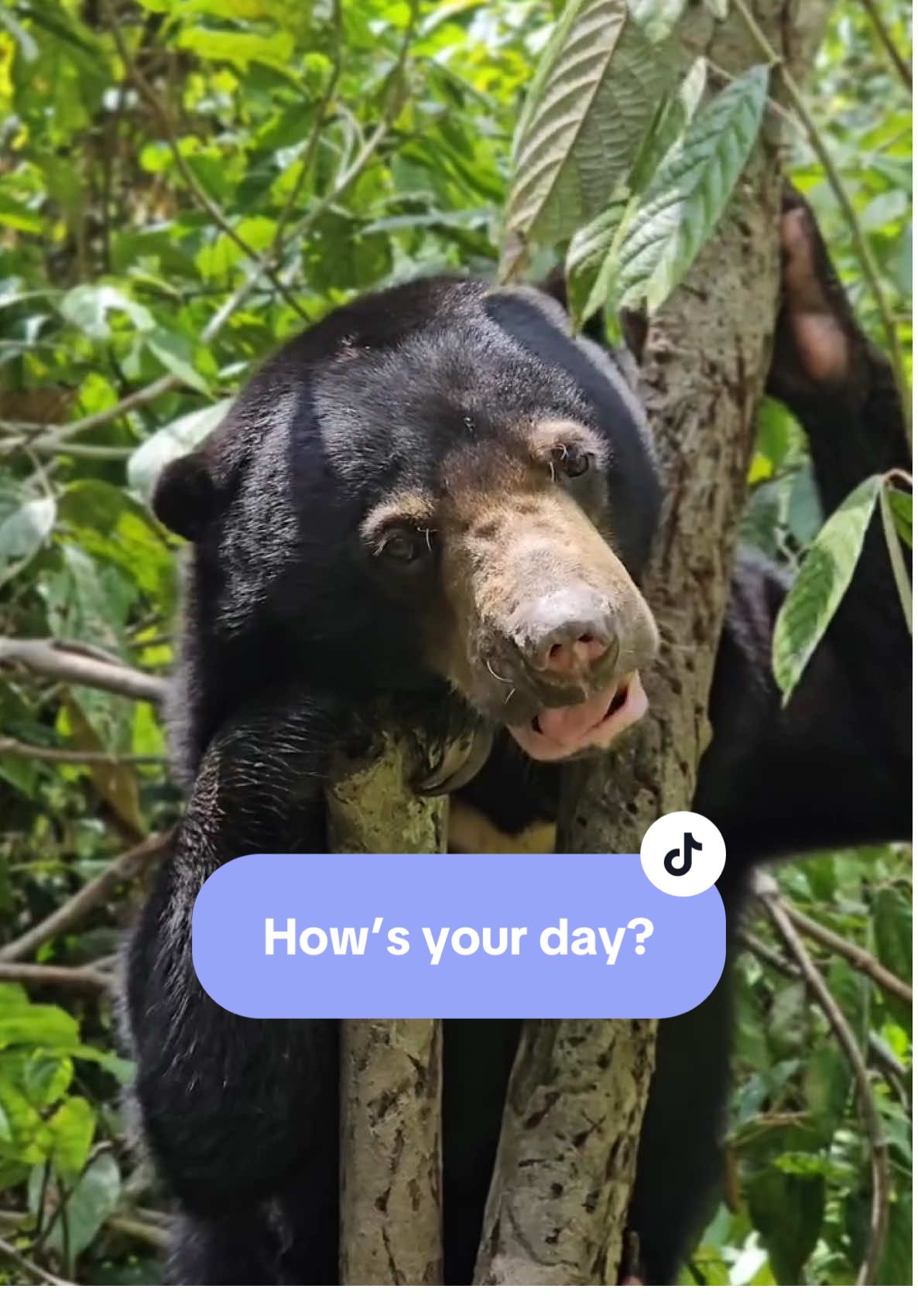 How’s your day today? Feeling drained like Betung after a long nap in the sun? 😅 Hang in there — even Betung bounces back after a good rest! #bear #sunbear #beruang #beruangmadu #beruangmatahari #lindungiberuangmadu #savesunbear #malaysia #sabah #sandakan #sepilok #bsbcc #visitsabah #visitsandakan #tempatmenarikdisandakan #wildlife #nature #rainforest #VisitMalaysia2026 #CutiCutiMalaysia #SurrealExperiences #MalaysiaTrulyAsia @Sabah Malaysian Borneo @Tourism Malaysia 