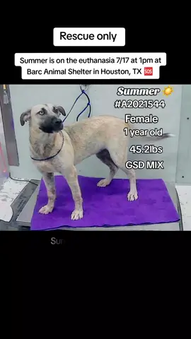 🆘On the euthanasia list Thursday, 7/17🆘   ⏰ Summer  must have a 𝐑𝐄𝐒𝐂𝐔𝐄 𝐇𝐎𝐋𝐃 no 𝗹𝗮𝘁𝗲𝗿 𝘁𝗵𝗮𝗻 𝟭𝗣𝗠 or she will lose her  life. 🥺 We need pledges and a local foster for a rescue to help.💰🏡 🚩Please do not honor pledges until the post has been updated with rescue information and a freedom picture. Please reach out with any questions or concerns 💖🐶 Summer #A2021544  7/3 Stray | GSD/Alaskan Husky Mix | Spayed Female | 1Y | 45.2lbs | HW- 💜 𝗩𝗼𝗹𝘂𝗻𝘁𝗲𝗲𝗿 𝗡𝗼𝘁𝗲𝘀: We were not able to meet Summer.  If you're interested in helping us meet the animals, please message us! 🚑𝗠𝗲𝗱𝗶𝗰𝗮𝗹 𝗡𝗼𝘁𝗲𝘀: 7/13/25: presumed splenic fat herniated out of OHE incision, tied fat off, splenic vessels congested, rx clavamox 375mg bid x 14, rx rimidyl 75mg sid x 14,  - had 2nd repair procedure yesterday. This morning, dog is BAR and active. MM pink/moist. Abdominal incision is still intact and no discharge or swelling 🏷 This pet can only be tagged by a RESCUE group but please remember all rescues need 𝗙𝗢𝗦𝗧𝗘𝗥𝗦 in order to tag this pet and save their life. This pet cannot be fostered or adopted through the shelter, so please message the page if you can help!   📌 Please contact BARC if you are local and can help! Neither BARC nor the page can assist out of state adoption or foster offers. We are NOT the shelter. 💌 𝗔𝗹𝗹 𝗵𝗼𝗹𝗱𝘀 𝗠𝗨𝗦𝗧 𝗯𝗲 𝗶𝗻 𝘄𝗿𝗶𝘁𝗶𝗻𝗴, 𝘀𝗼 𝗽𝗹𝗲𝗮𝘀𝗲 𝗱𝗼 𝗻𝗼𝘁 𝗖𝗮𝗹𝗹. 𝗜𝗳 𝗟𝗼𝗰𝗮𝗹 𝗮𝗻𝗱 𝗶𝗻𝘁𝗲𝗿𝗲𝘀𝘁𝗲𝗱 𝗶𝗻 𝗙𝗼𝘀𝘁𝗲𝗿𝗶𝗻𝗴 𝗼𝗿 𝗔𝗱𝗼𝗽𝘁𝗶𝗼𝗻, 𝗲𝗺𝗮𝗶𝗹 𝗮𝗹𝗹 𝗯𝗲𝗹𝗼𝘄:  barcfoster@houstontx.gov barcadoptions@houstontx.gov BARC.Aid@houstontx.gov 𝐏𝐥𝐞𝐚𝐬𝐞 𝐮𝐬𝐞 𝐭𝐡𝐞 𝐚𝐧𝐢𝗺𝐚𝐥’𝐬 𝐬𝐞𝐯𝐞𝐧 𝐝𝐢𝐠𝐢𝐭 𝐈𝐃 𝐧𝐮𝗺𝐛𝐞𝐫 𝐰𝐡𝐞𝐧 𝐜𝗼𝐧𝐭𝐚𝐜𝐭𝐢𝐧𝐠 𝐭𝐡𝐞 𝐬𝐡𝐞𝐥𝐭𝐞𝐫. 📍BARC Animal Shelter  3200 Carr St Houston, TX 77026 www.houstontx.gov #adopt #foster #rescue #adoptdontshop #foryoupagе #savealife #fosteringsaveslives #urgentshelterdogs 