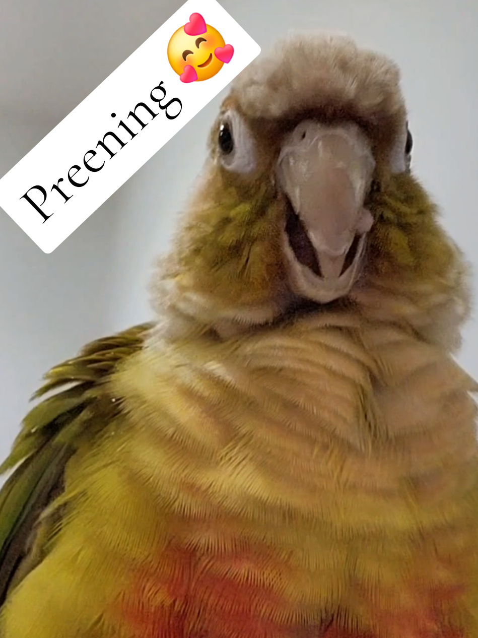 Just Hamlet preening himself 🦜💚 #TheGoblin #ParrotLove #ExoticPets #Cute #GreenCheekConure #SillyAnimals #AnimalFriends 