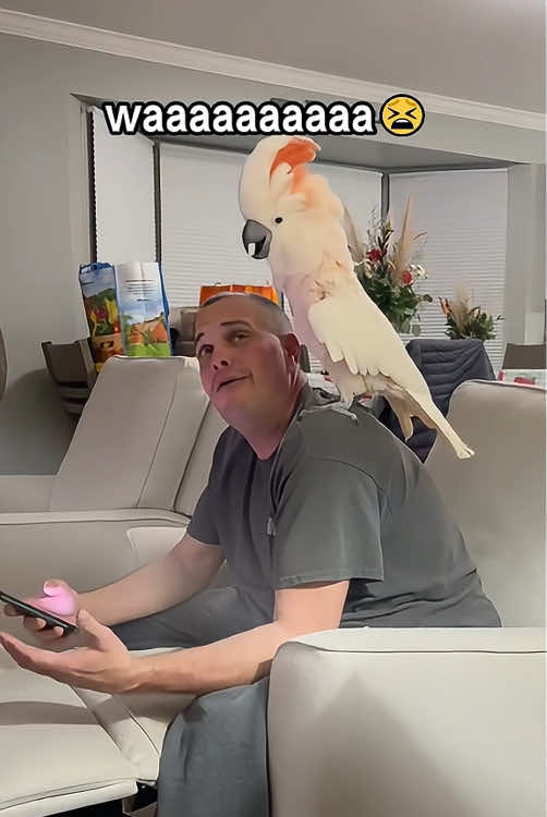 Parrot with attitude 🦜🤣#parrot #parrotsoftiktok #parrots #funny #funnyvideos 