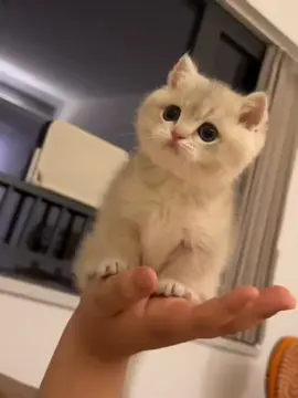 #funnycat #cutecat #foryoupage #cuteanimals #kitty 