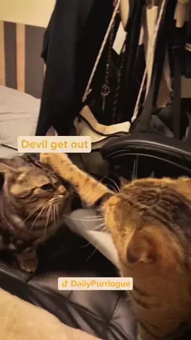 #cat #catsoftiktok #catlovers #cats #funnycats #catlover #funnycat #fyp 