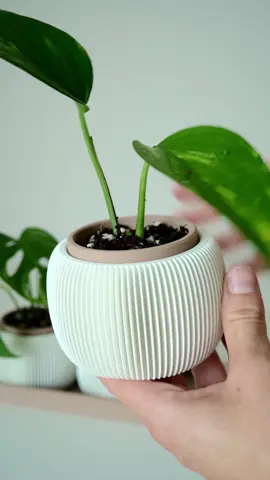 Come 3D print a new home for baby plants with me🌱🪴 ⚙️STL: Lnk in bio 💭 @Thangs3D  🧵Material: @aurapol3d  #3dprinting #crafts #SmallBusiness #homedecor #3dprinter       
