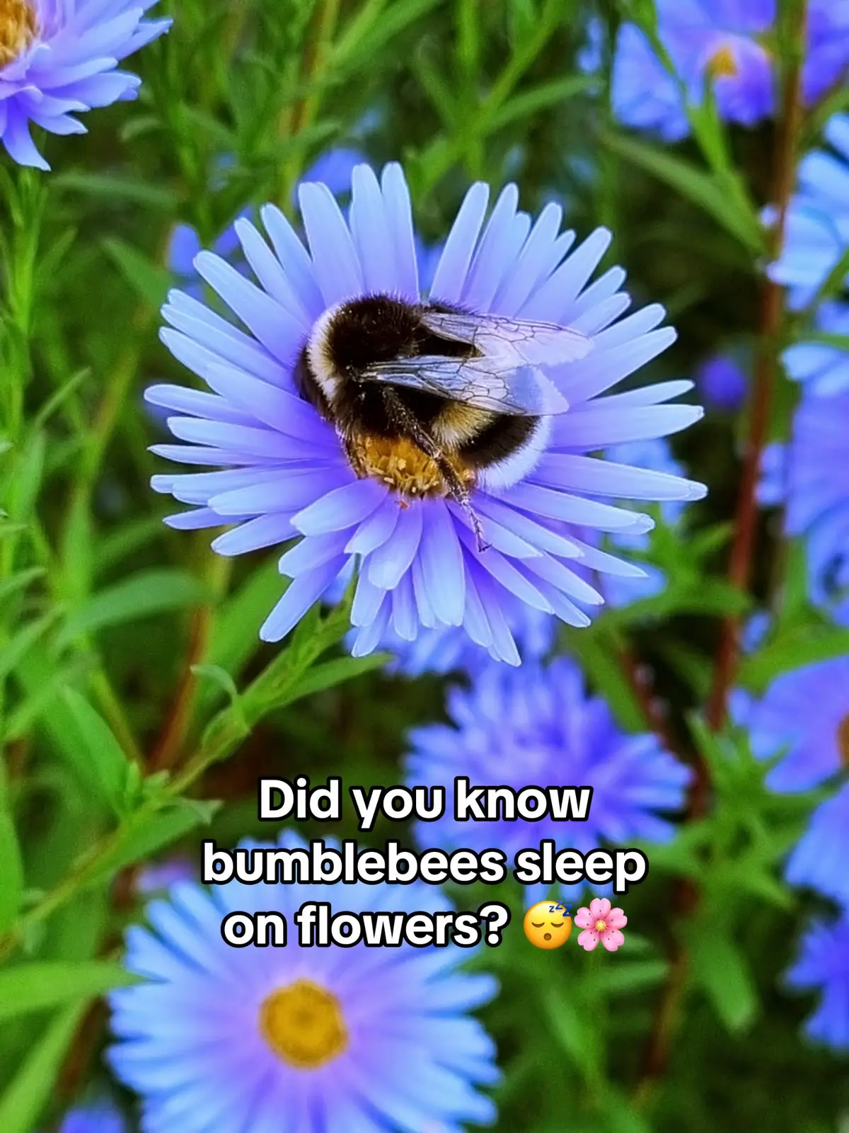 After a long day of buzzing around, some bumblebees fall asleep right on the flowers they visit. You might spot one clinging to a petal, antennae drooped, wings relaxed — simply too tired to fly back. 😴 Entomologists have observed this behavior, especially in male bumblebees, who often sleep outside the nest. Some even nap inside big blooms overnight — alone or in tiny groups. 💐🐝 Nature’s full of tiny wonders like this. Ever seen a bee fast asleep on a flower? 👀💛 #bumblebee #sleepingbee #beeonflower #pollinators #savethebees #wildlifelovers #naturephotography #insectlovers