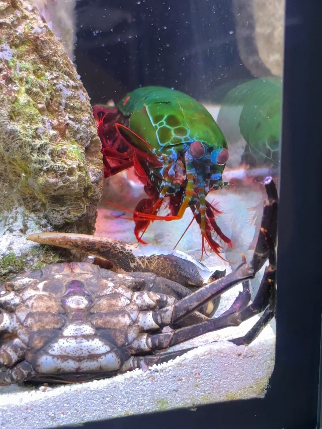 Mantis Shrimp vs. The World's Strongest Animals