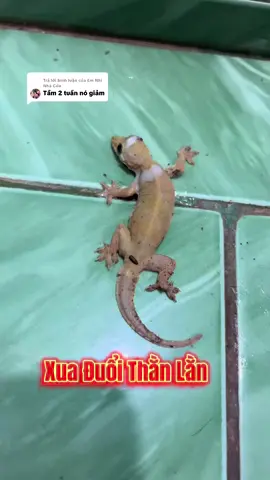 Trả lời @Em Nhi Nhà Cửa tinh dầu xua đuổi thằn lằn asa  @EmNhiLongAn  @EmNhiLongAn  @EmNhiLongAn #emnhilongan #xuaduoithanlan #thanlan #tinhdauxuaduoithanlan 