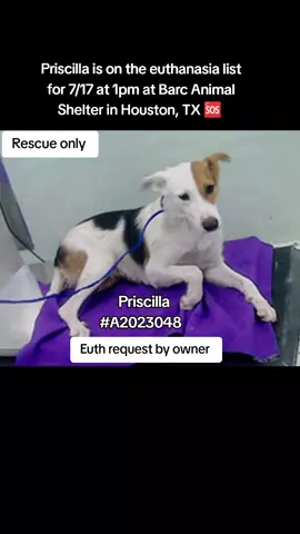 🆘On the euthanasia list Thursday, 7/17 🆘   ⏰ Priscilla must have a 𝐑𝐄𝐒𝐂𝐔𝐄 𝐇𝐎𝐋𝐃 no 𝗹𝗮𝘁𝗲𝗿 𝘁𝗵𝗮𝗻 𝟭𝗣𝗠 or she will lose her life. 🥺 We need pledges and a local foster for a rescue to help.💰🏡 🚩Please do not honor pledges until the post has been updated with rescue information and a freedom picture. Please reach out with any questions or concerns 💗🐶 Priscilla  #A2023048  7/13 euth request | collie rough Mix | female | 2Y | 43lbs | HW+low 💜 𝗩𝗼𝗹𝘂𝗻𝘁𝗲𝗲𝗿 𝗡𝗼𝘁𝗲𝘀: We were not able to meet Priscilla. If you're interested in helping us meet the animals, please message us! 📝 𝗦𝗵𝗲𝗹𝘁𝗲𝗿 𝗡𝗼𝘁𝗲𝘀:  7/15/2025 Thrashing, biting on leash. Whitout leash she will have a wagging tail trying to hide . I was able to pet her but as i placed leash she started thrashing and running away. 🚑𝗠𝗲𝗱𝗶𝗰𝗮𝗹 𝗡𝗼𝘁𝗲𝘀: HW+low  🏷 This pet can only be tagged by a RESCUE group but please remember all rescues need 𝗙𝗢𝗦𝗧𝗘𝗥𝗦 in order to tag this pet and save their life. This pet cannot be fostered or adopted through the shelter, so please message the page if you can help!   📌 Please contact BARC if you are local and can help! Neither BARC nor the page can assist out of state adoption or foster offers. We are NOT the shelter. 💌 𝗔𝗹𝗹 𝗵𝗼𝗹𝗱𝘀 𝗠𝗨𝗦𝗧 𝗯𝗲 𝗶𝗻 𝘄𝗿𝗶𝘁𝗶𝗻𝗴, 𝘀𝗼 𝗽𝗹𝗲𝗮𝘀𝗲 𝗱𝗼 𝗻𝗼𝘁 𝗖𝗮𝗹𝗹. 𝗜𝗳 𝗟𝗼𝗰𝗮𝗹 𝗮𝗻𝗱 𝗶𝗻𝘁𝗲𝗿𝗲𝘀𝘁𝗲𝗱 𝗶𝗻 𝗙𝗼𝘀𝘁𝗲𝗿𝗶𝗻𝗴 𝗼𝗿 𝗔𝗱𝗼𝗽𝘁𝗶𝗼𝗻, 𝗲𝗺𝗮𝗶𝗹 𝗮𝗹𝗹 𝗯𝗲𝗹𝗼𝘄:  barcfoster@houstontx.gov barcadoptions@houstontx.gov BARC.Aid@houstontx.gov 𝐏𝐥𝐞𝐚𝐬𝐞 𝐮𝐬𝐞 𝐭𝐡𝐞 𝐚𝐧𝐢𝗺𝐚𝐥’𝐬 𝐬𝐞𝐯𝐞𝐧 𝐝𝐢𝐠𝐢𝐭 𝐈𝐃 𝐧𝐮𝗺𝐛𝐞𝐫 𝐰𝐡𝐞𝐧 𝐜𝗼𝐧𝐭𝐚𝐜𝐭𝐢𝐧𝐠 𝐭𝐡𝐞 𝐬𝐡𝐞𝐥𝐭𝐞𝐫. 📍BARC Animal Shelter  3200 Carr St Houston, TX 77026 www.houstontx.gov #adopt #foster #rescue #adoptdontshop #foryoupagе #savealife #fosteringsaveslives #urgentshelterdogs 