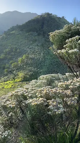 Edelweiss merbabu memang indah🥹 #merbabumountain #bungaedelwies #edelweiss #mountain #fyp #foryou #4u 