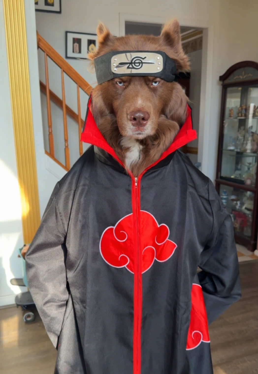 He’ll do anything to protect his brother . . #itachiuchiha #dogsoftiktok #cosplaydog #fyp #naruto #viralvideo