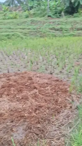 careh keur ngintai #fyppppppppppppppppppppppp #fypppppppppppppp #jabar #jabardasth #vidiolucu #vidiolucubikingakak #vidiolucuu #wargatiktok #wargaming #indonesia #indonesia🇮🇩 #garuda #lucu #prindavanmeresahkan #india #indiantiktok #sip 