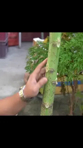 How to Grow Papaya Without Seeds – Everyone Will Be Surprised! #petanimuda #semuaorang #petaniindonesia🇮🇩🇮🇩🇮🇩🌿🌿 #pepaya 