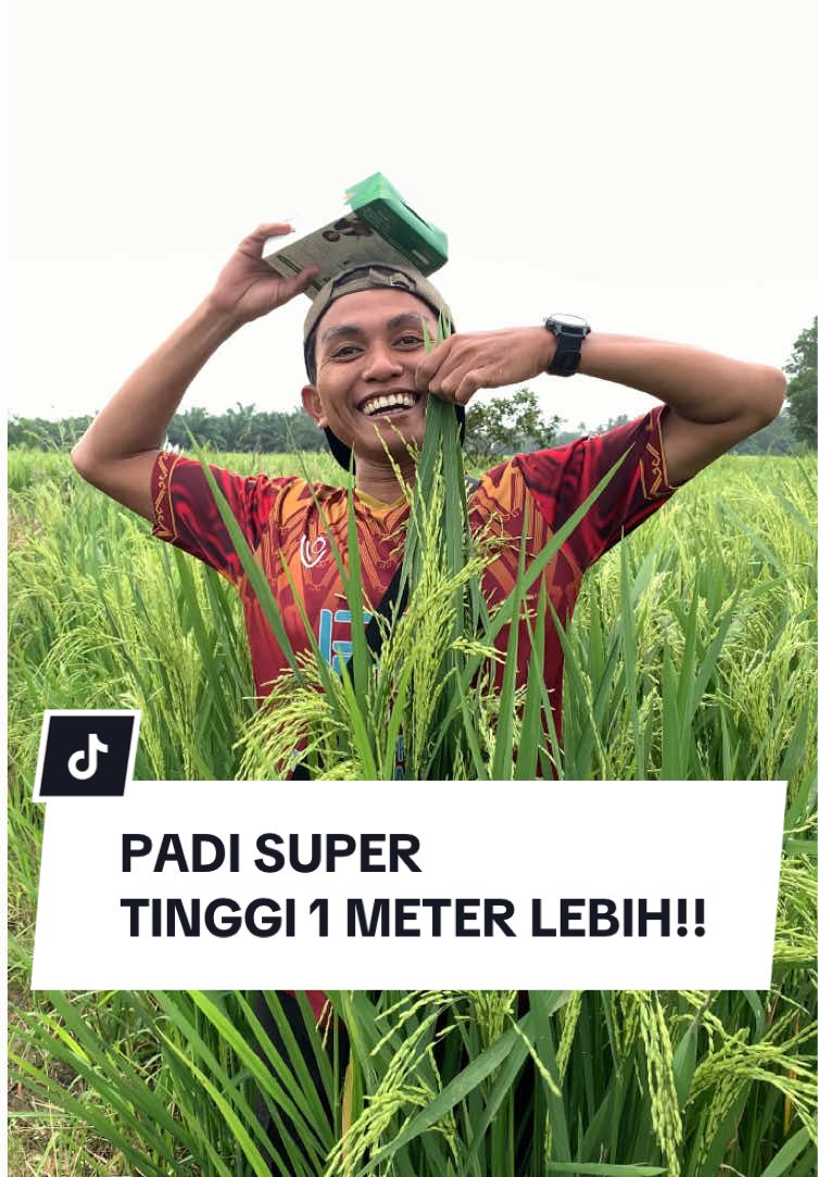 Padi super tinggi 1 meter lebih!!!  #petaniindonesia🇮🇩🇮🇩🇮🇩🌿🌿  #indonesia #petani #petanimuda #petanimilenial  #petanisukses #petanipadi #padi #sawah #pupukpadi #pupukorganik #pupukhayati #pupukmajemuk #petanipadi #padisuper #pupukviral #aqgreen #pupukaqgreen #padisawah #padidarat #pupukcairpadi #pupukorganikpadi #ombolang #bangros 
