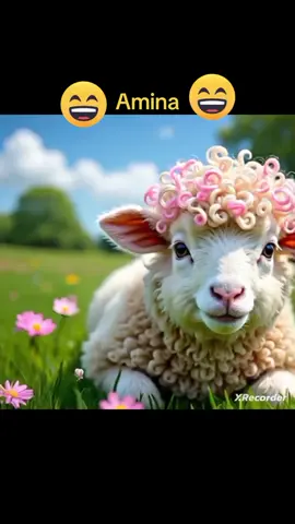 cute baby lamb #cute #baby #lamb #foryoupage 