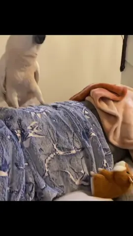 #SockenTerror #VogelvsKatze #VogelCheck #funnyanimals #VersteckenFail #TierischLustig #HaustierMeme #dailyfunnyvideos #bird #fyp #parrot #singinganimals #viralbird 