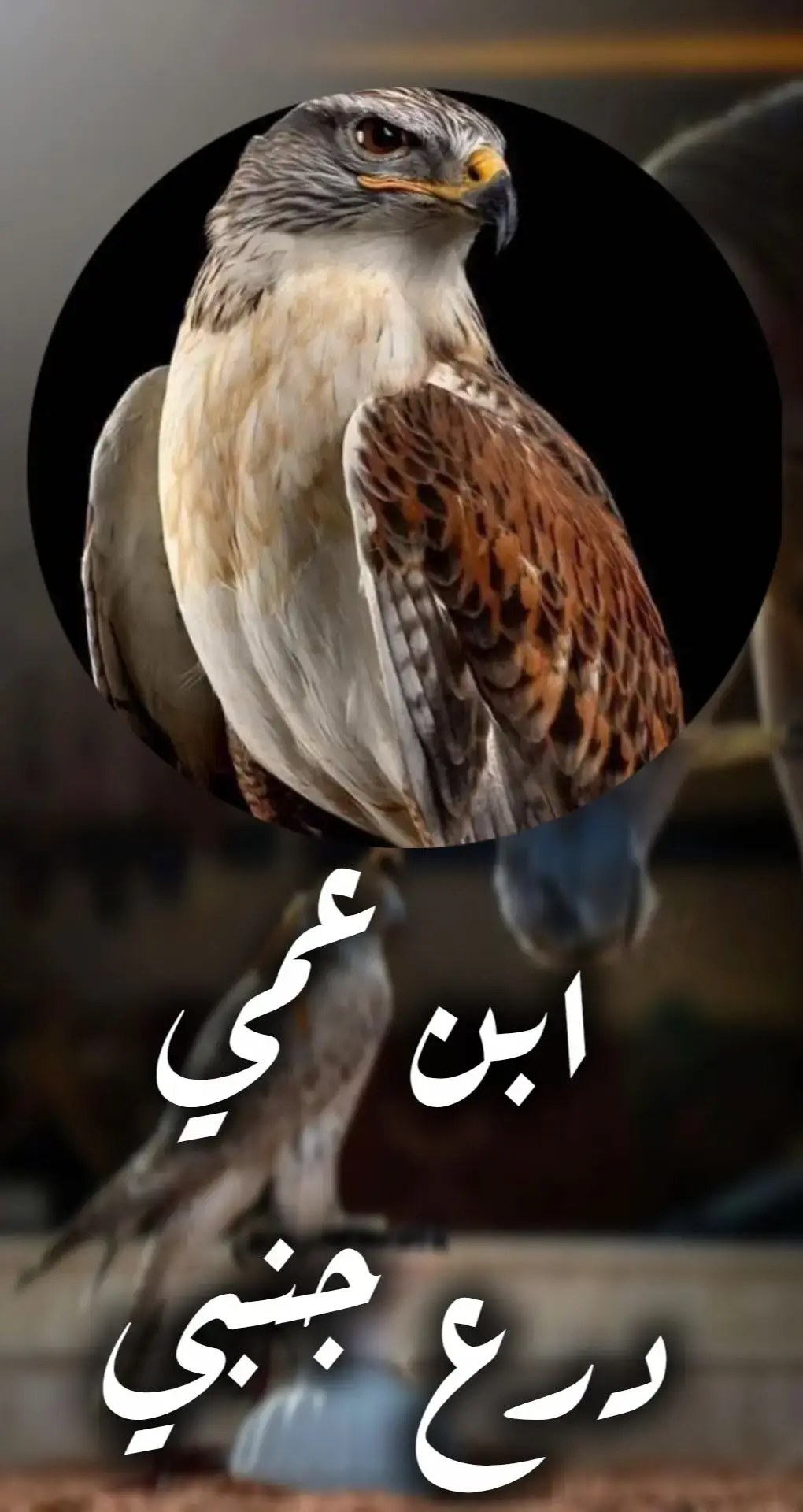 #شيلة#ابن_عمي#مهنا_العتيبي#شيلات_ابن_عمي_درع_جنبي#راس_مالي#شيلات_حماسية#اكسبلورررررررررررررررررررر #مشاهير_تيك_توك 