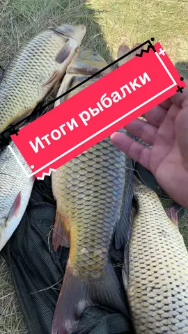 Рыбалка на карпа ,крупный карп #карп #язь #рыбалка , В этот раз мы очень хорошо отдохнули и половили рыбу на озере малый Тарангул 