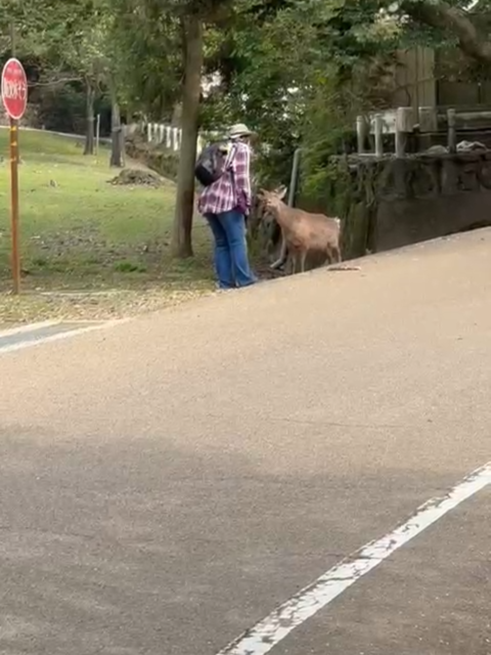 🦌🇯🇵 Happy to wander off-track, and feed a blind deer in #narapark #japan that was a bit afraid of the tourists... with @mariazverina  #naraparkdeer #narajapan #🦌 #nara