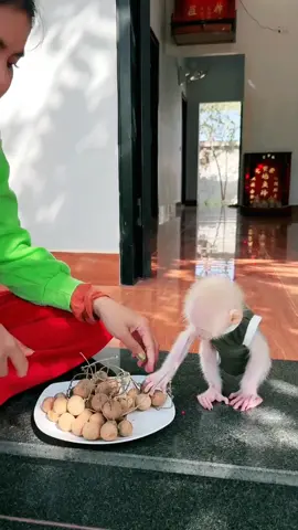 cute baby monkey eating food with mom #monkey #foryoupage❤️❤️ #eating #videoviral #cutebaby #monkeydluffy 