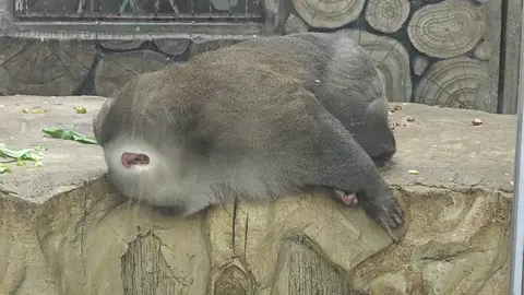 He’s a cute one #moholomonkey #xingxingmonkey #monkeysoftiktok #monkey #FunnyMonkeys 