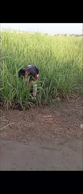 🤣🤣