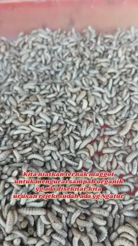 Niat mengurai sampah ada rezeki disitu #lalatbsf #maggotbsf #integratedfarming #pakanalternatif #ketahananpangan 