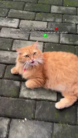 Rasa malu sama tetangga depan rumah 📈📈📈 #catsoftiktok #cats #kucing #catlover #fypage #foryou #fypviralシ 