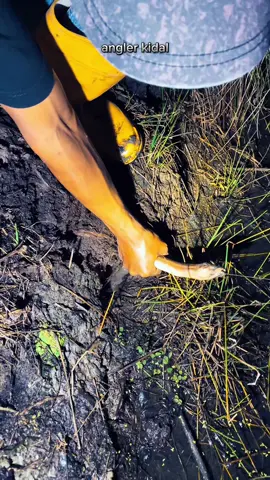 babon lek🐍 #anglerkidal #LCLAMPUNGCASTINGERS #fyp #fypage #castingfishing🎣 #storymancing #mancingmalam #mancingbelut #belut #belutmonster #belutsawah 