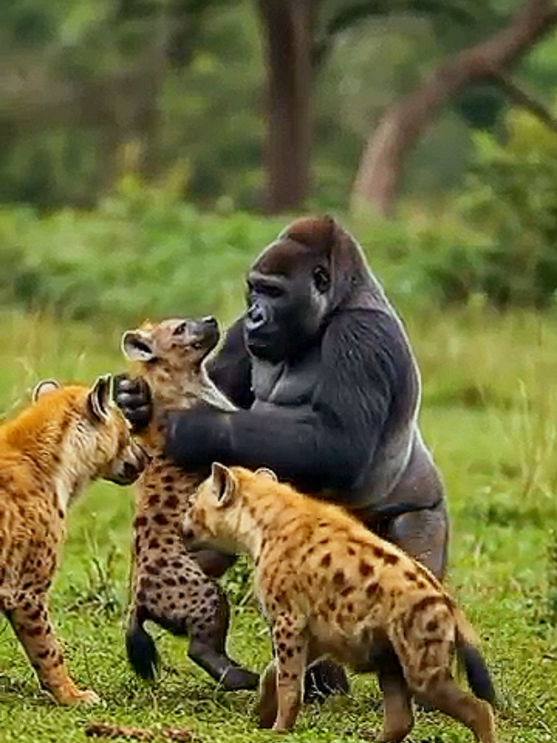 #animal #wild #animal #wild #wild #animal #wild #fouryou #animal #wild #fouryou 
