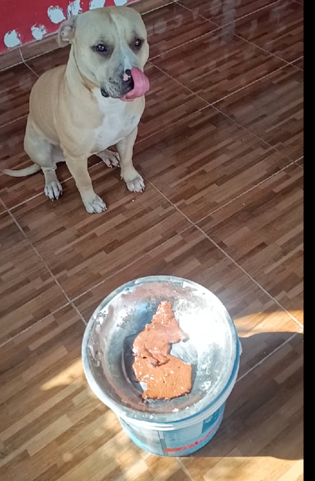 E VOCÊ ? TA SENDO LIDER OU MEMBRO DESSA MATILHA ? #pitbull #pit #pitmonster #americanbullyofficial #fyp #fouryou #foryoupage #viralvideos #cachorrosdotiktok 