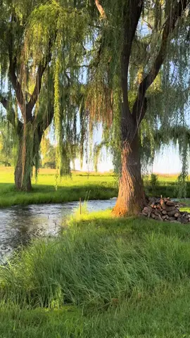 Drove up to this campsite in the dark and woke up to the most beautiful willow lined creek 😭😭 #willowtree #willow #creek #creekfreak #bigthief #adriannelenker #dreamy #ethereal 