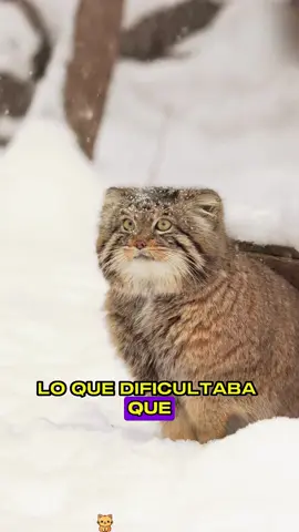 This is a kitten#animals #Foryou #Friendship #Us