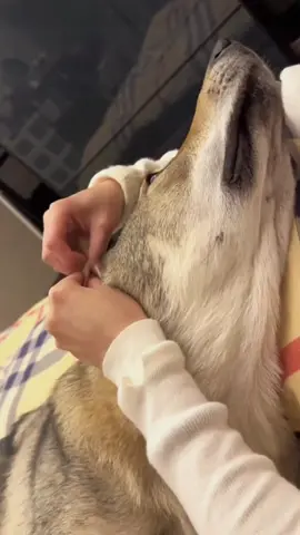 Try not to laugh 😂😂😂 #funny #animals #funnypets #funnyanimals #catsoftiktok #funnytiktok #cat #haha #dog #pet #funnyvideos 