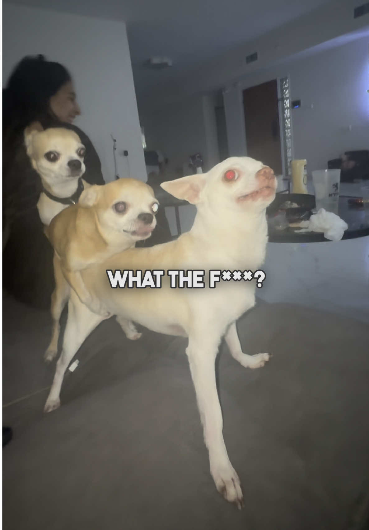 My mind its like🤯🚂🤯(הם מסורסים ומעוקרים אל תדאגו) @Eviatar Ozeri @Nikiozeri #chihuahua #dogs #kuchikuchi #angrydog #nikiozeri #niki #dog #mreviatar 