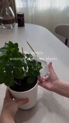 Automatic watering of indoor plants 🪴 #LifeHack #selfwatering #vacation #DIY #plants #watering #homehack #easytrick #plantcare #travel 