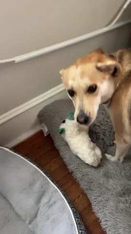 Her favorite toy is this $5 lamb from Walmart. She carries it around wherever she goes 😌 #dogsoftiktok #emotionalsupportlamb #dogtoys 