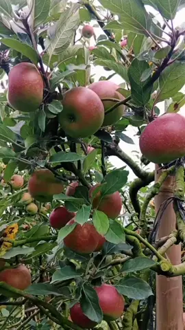 mpon siap sedoyo.  niki lo barange🍏🍎 #apelnongkojajar #buahapel #masukberanda #panenbuah 