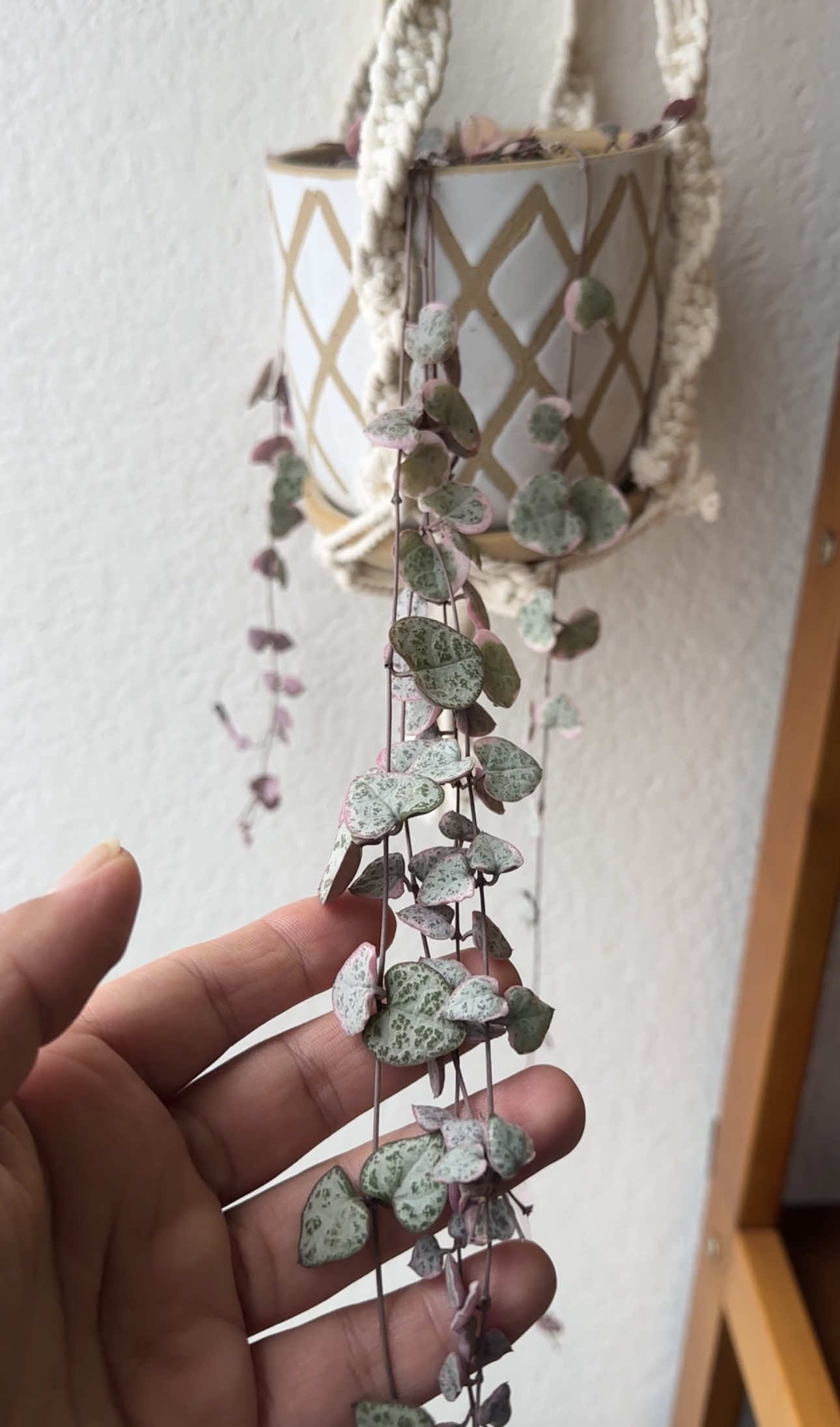 Part 1-Time for new beginning and while repotting, i found some surprise hidden in the soil 👀 stay tuned for the next video ✨✨💓🌿🌱🪴#stringofhearts #plantpropagation #houseplants #indoorplants #plant #plantlife #greenlife #tinyhearts #verigatedstringofhearts #planttherapy #cozycorners #freststart #newlife #plantlover #greenspace #houseplantlove #pots #pottingmix #plantsoftiktok #PlantTok 