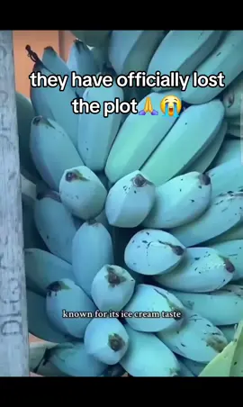 they lost the plot 🙏 #viral #what_type_of_fruit_is_this#funny #fyp #memestiktok 