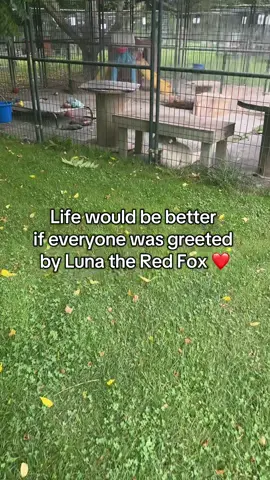 Good morning, Miss Luna the red fox! 