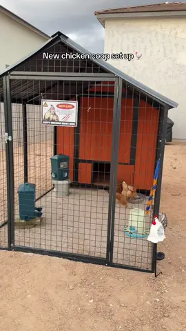 The ladies have their new home! 🏡 🐓🐓🐥 Huge shout out to the team at tractor supply Buckeye for helping out!! 💪🏼 #chicken #chickenmom #chickentender #chickencoop #backyardchickens #fyp #chickensoftiktok 